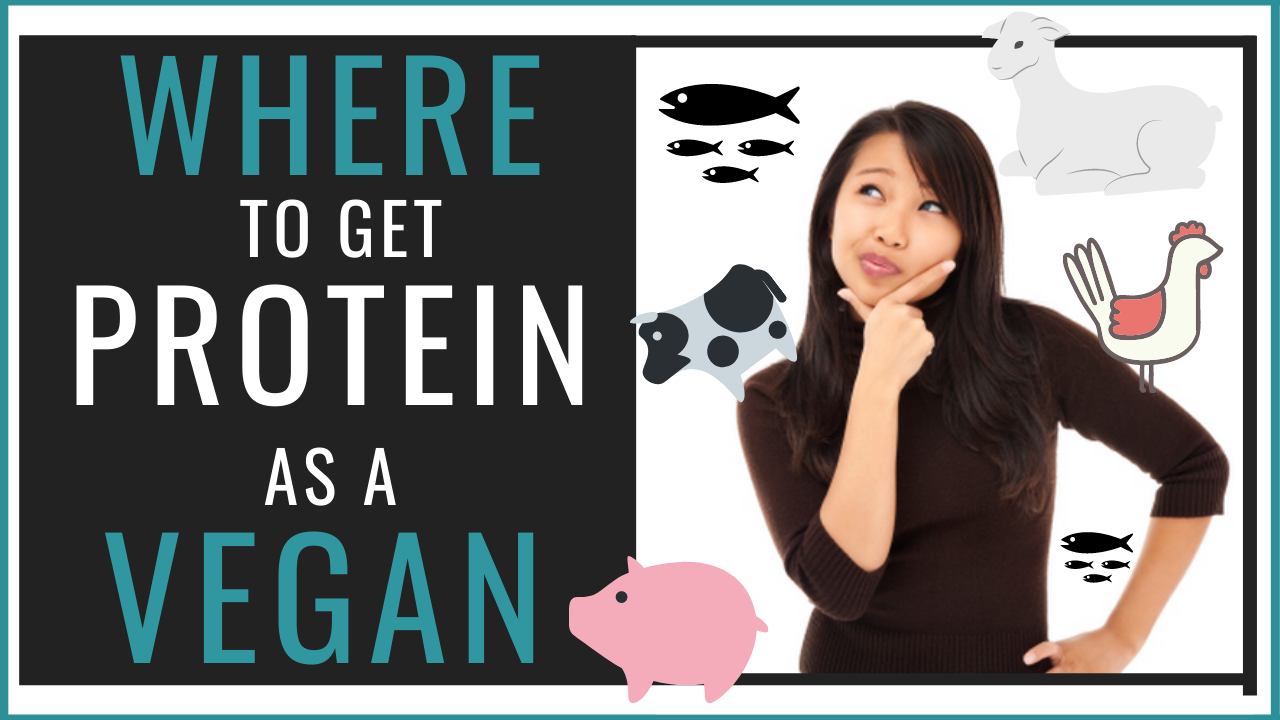 Where To Get Protein As A Vegan or Vegetarian